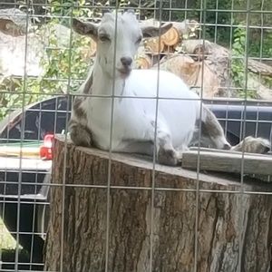 Meet your Posher, Debbie